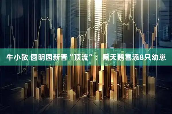 牛小散 圆明园新晋“顶流”：黑天鹅喜添8只幼崽